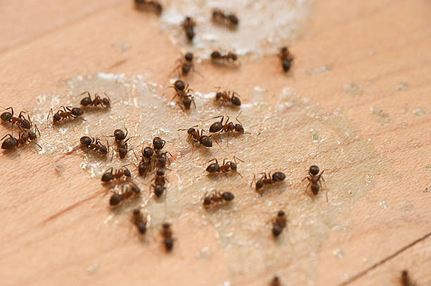 Best Affordable Pest Control Services  in Newberg, OR