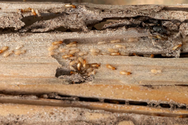Best Pest Control for Homes  in Newberg, OR